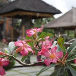 Mejor época para viajar a Indonesia: cuándo ir según el clima, las islas y tus planes
