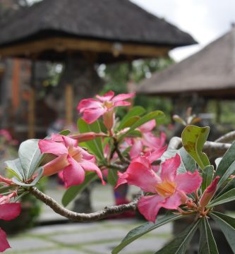 Mejor época para viajar a Indonesia: cuándo ir según el clima, las islas y tus planes